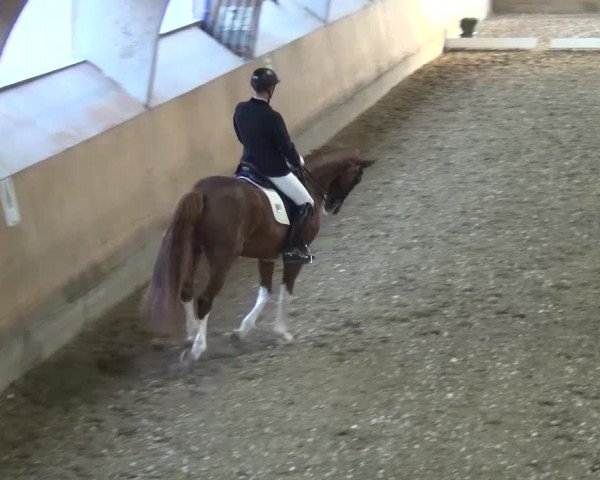 Reitturnier Ratingen-Volkardey 2016