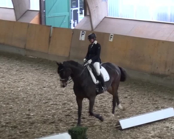 Reitturnier Ratingen-Volkardey 2016