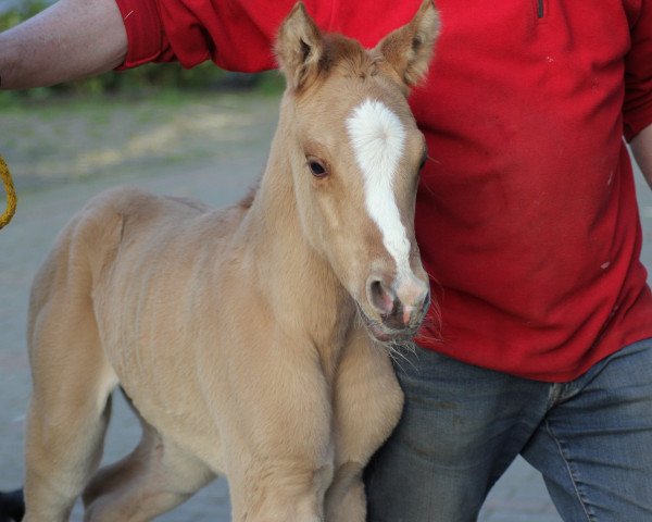 dressage horse Steverheides Obama (German Riding Pony, 2019, from Offshore Energy R)