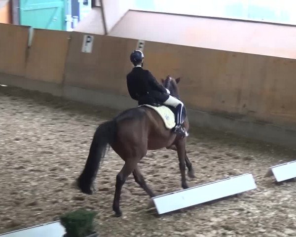 Reitturnier Ratingen-Volkardey 2016