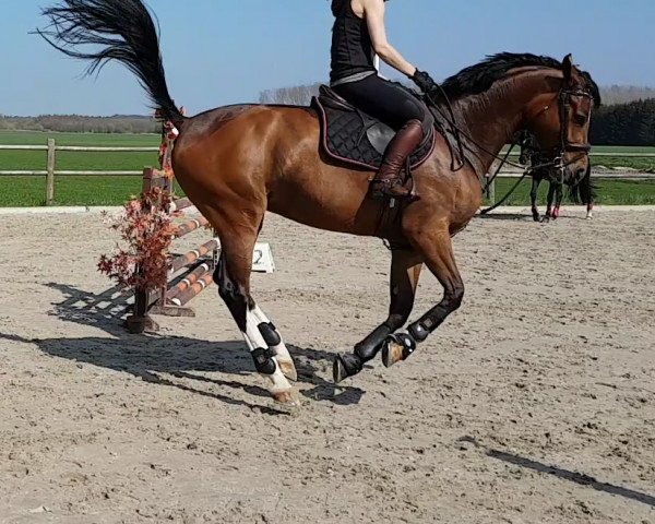 jumper Gretja Lyjanera (Oldenburg show jumper, 2012, from Lyjanero) jumper Gretja Lyjanera (Oldenburg show jumper, 2012, from Lyjanero)