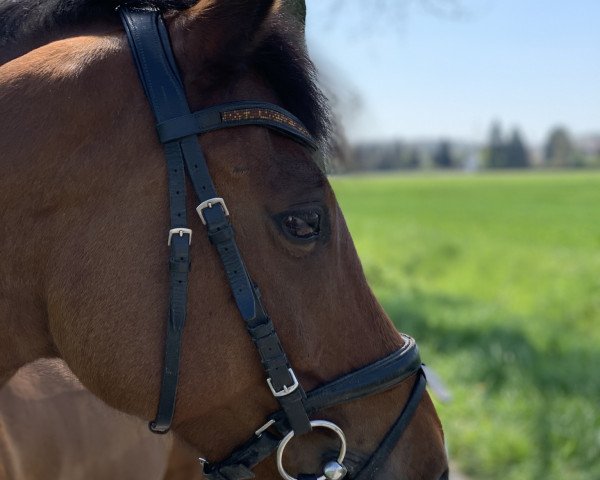 broodmare Maharani 55 (German Riding Pony, 2006, from Weston Regent)