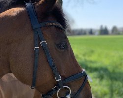 broodmare Maharani 55 (German Riding Pony, 2006, from Weston Regent)