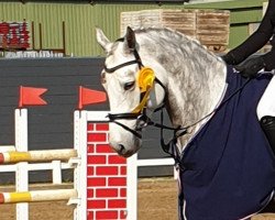 jumper Calaro W (Holsteiner, 2012, from Cardino)