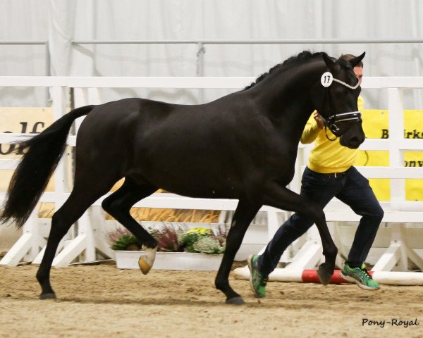 Deckhengst Dito (Deutsches Reitpony, 2015, von D-Day AT)