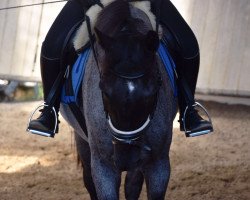 jumper Little Foot 84 (Paint Horse, 1997, from Lucky Grand)