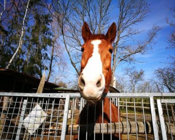 horse Dimaro 3 (Westphalian, 1997, from Dinard L)