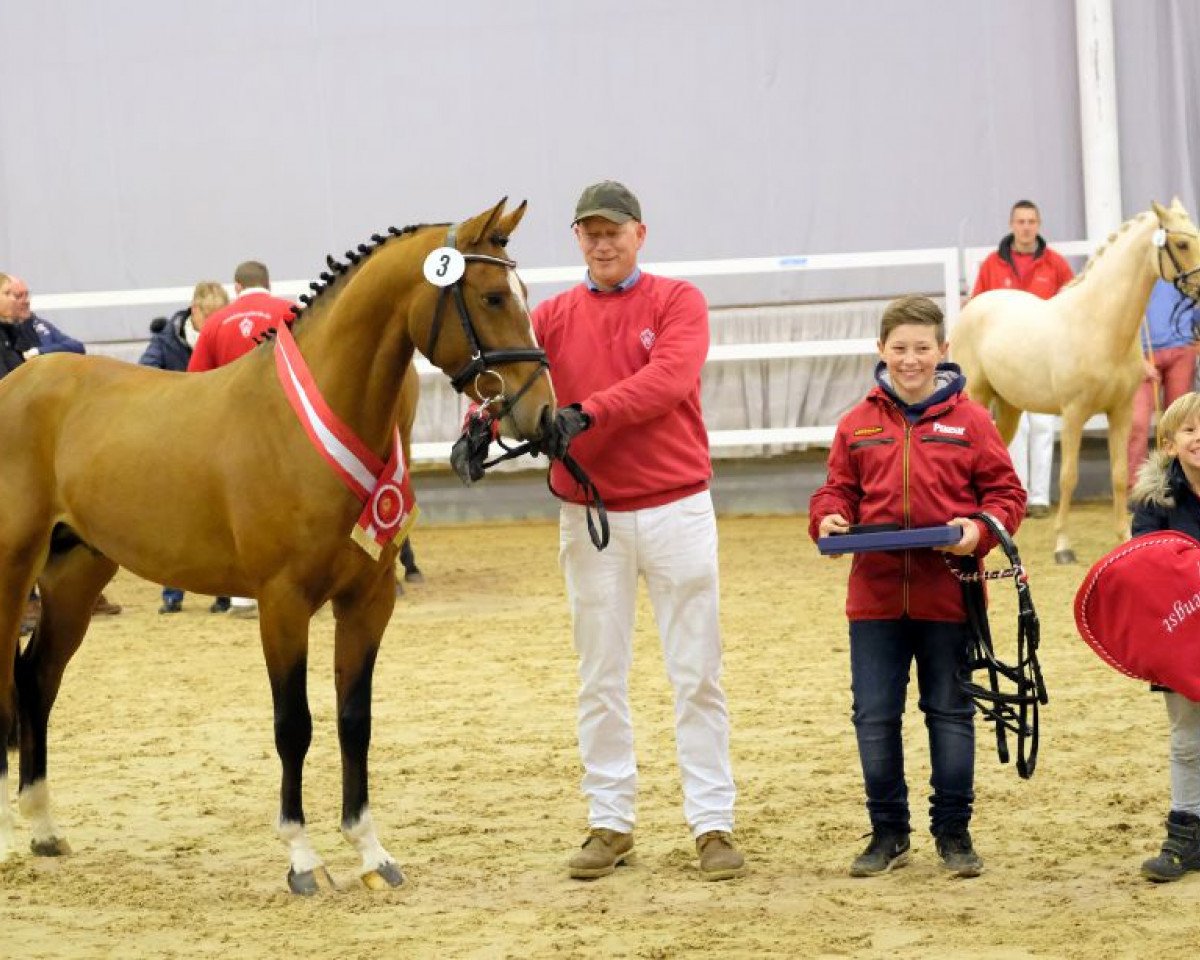 Deckhengst Big Star Tf (Deutsches Reitpony, 2015, von Balou Star)
