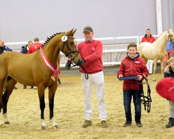 stallion Big Star Tf (German Riding Pony, 2015, from Balou Star)