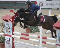horse Valentina Cavalli (KWPN (Royal Dutch Sporthorse), 2006)