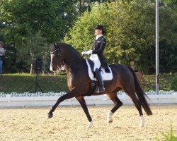 Dressurpferd Sunset Dream 2 (Bayer, 2007, von Sir Donnerhall I)