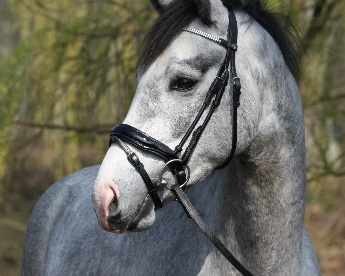 dressage horse Double Check (Oldenburg, 2015, from De Martino)