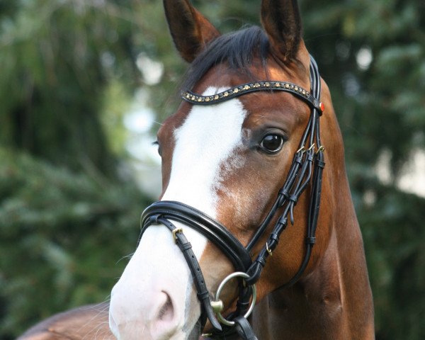 horse Bellla Chica (Oldenburg, 2016, from Callaho's Benicio)