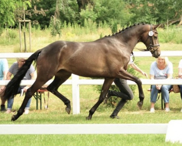 broodmare Donauschwalbe (Trakehner, 2015, from E.H. Millennium)