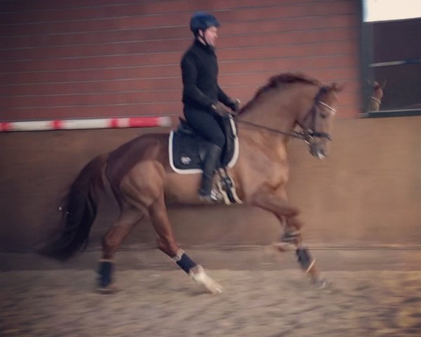 dressage horse Ferrero Gold (Hanoverian, 2015, from Fuechtels Floriscount OLD) dressage horse Ferrero Gold (Hanoverian, 2015, from Fuechtels Floriscount OLD)