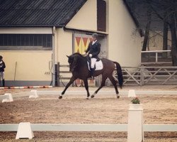 dressage horse Golden Spirit (Westphalian, 2015, from Goldberg)