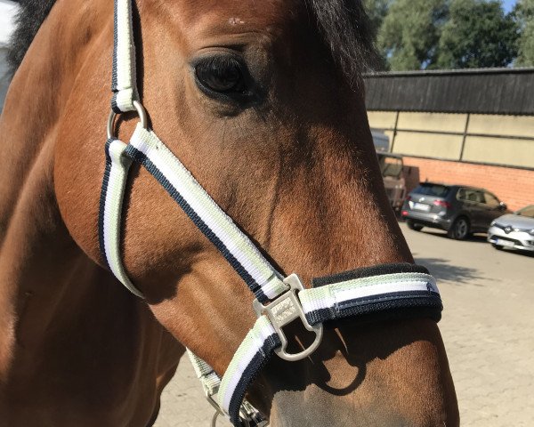 Springpferd Silver Creek's Vintage (Hannoveraner, 2014, von Silver Creek's Validation)