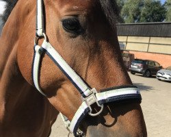 jumper Silver Creek's Vintage (Hanoverian, 2014, from Silver Creek's Validation)