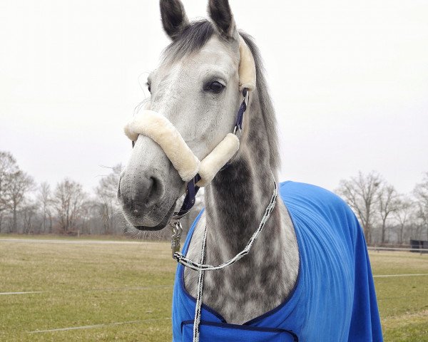 dressage horse Leonardo di Klaverborch (KWPN (Royal Dutch Sporthorse), 2009, from Lucky Boy)