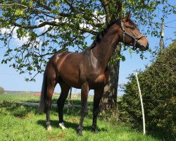 jumper Quinn 51 (Hanoverian, 2013, from Quidam's Rubin)
