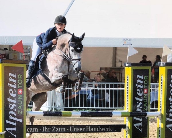 Springpferd Cassolina CH (Schweizer Warmblut, 2013, von Cup Cooper)