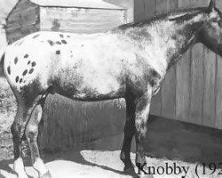 stallion Knobby (Appaloosa, 1918)