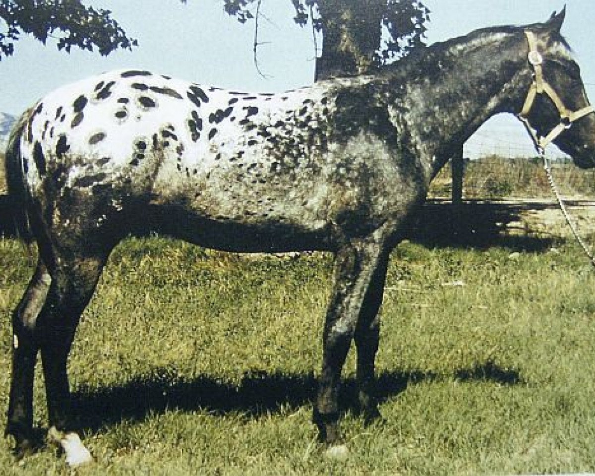Semental Patchy Jr. (Appaloosa, 1952, de Patchy)