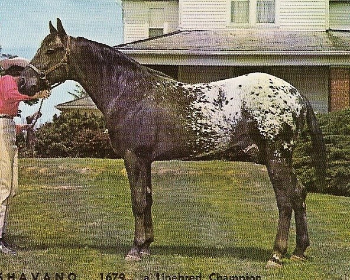 stallion Shavano (Appaloosa, 1955, from Patchy Jr.)