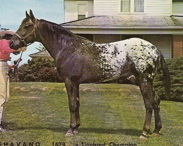 Semental Shavano (Appaloosa, 1955, de Patchy Jr.)