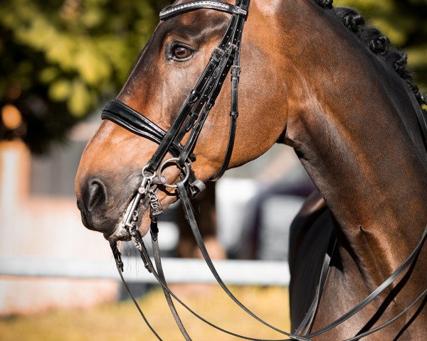dressage horse San Milano (Bavarian, 2007, from Sunny-Boy)