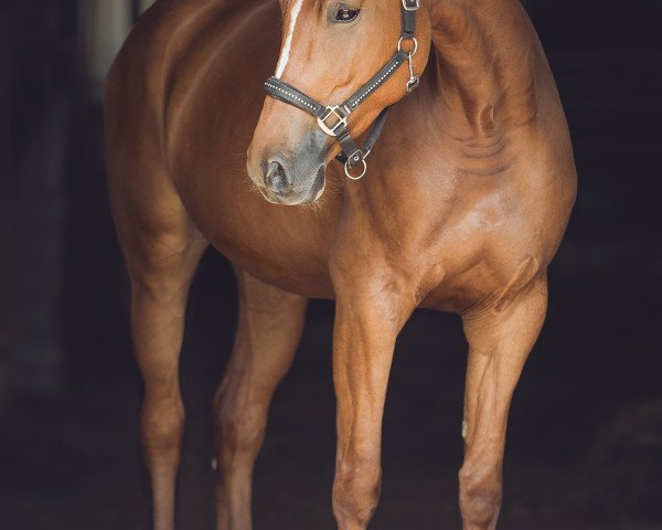 Pferd Luna Lovegood (Deutsches Sportpferd, 2012, von Landrebell)