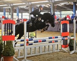 Springpferd Sandro 316 (Deutsches Reitpony, 1998, von Shaitanx ox)