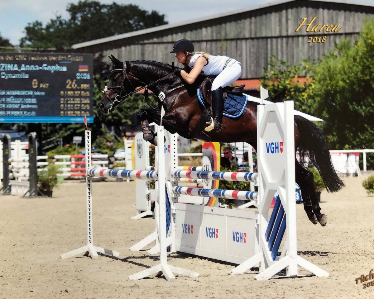 Broodmare MPS Darcy Dynamite (Oldenburger Jumping Horse, 2009, from Diarado)