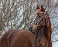 jumper Quiet Pepper (Pony without race description, 2010)