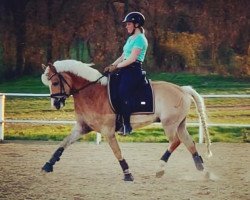 dressage horse All in One 19 (Edelbluthaflinger, 2014, from Amani (9,375% ox))