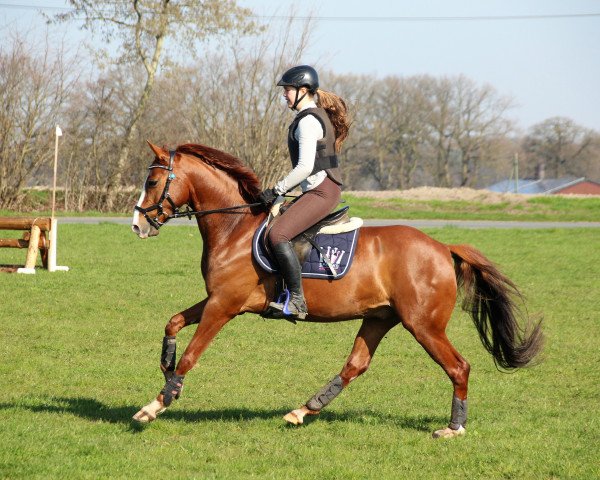 eventing horse Cincinati Boy (German Riding Pony, 2014, from Cassini)