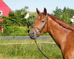 Cavallo da salto Lemon Joy (Hannoveriano, 2012, di Levistano)