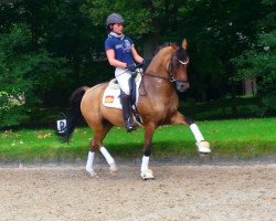 broodmare Miss Miracle (German Riding Pony, 2010)