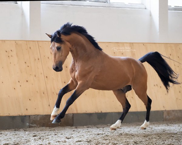 jumper Captain Jack (German Riding Pony, 2015, from FS Champion de Luxe)