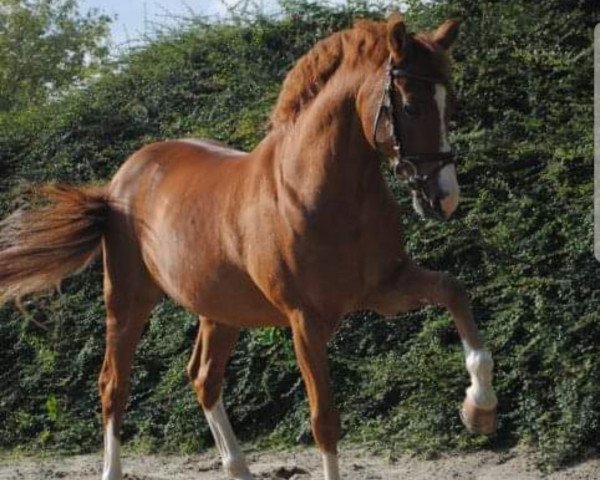 dressage horse Barnabas (German Riding Pony, 1997, from Black Boy)