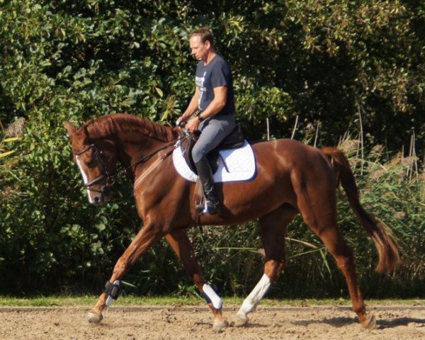Klacz hodowlana Vanilla (Hanower, 2014, od Viscount 22)