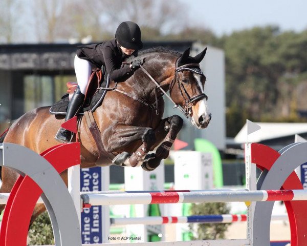 jumper Balou (Hanoverian, 2008, from Balou du Rouet) jumper Balou (Hanoverian, 2008, from Balou du Rouet)