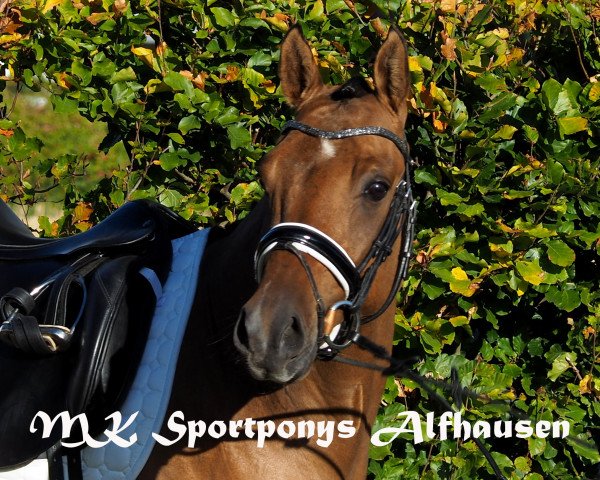 Dressurpferd Der feine Danny GM (Deutsches Reitpony, 2015, von Danny Gold)