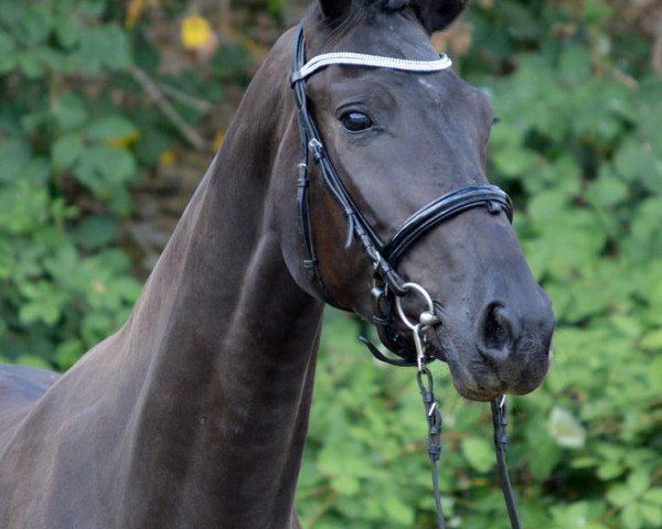 Pferd Penelope 399 (Deutsches Sportpferd, 2015, von Finest)