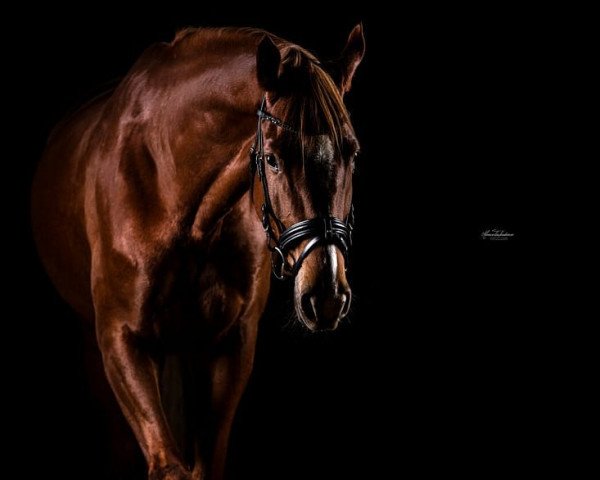 horse Ballbayara (Trakehner, 2014, from Berlusconi)