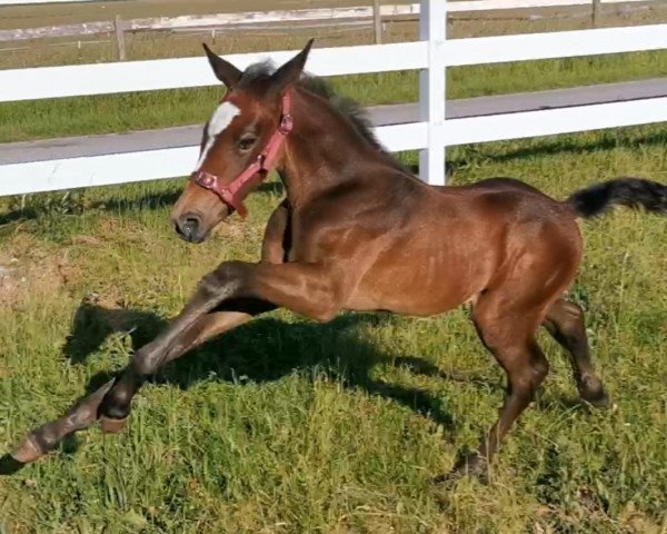 broodmare Chill mal B (Württemberger, 2021, from Caitano)