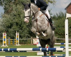 Springpferd Corthado (Holsteiner, 2013, von Cellestial)