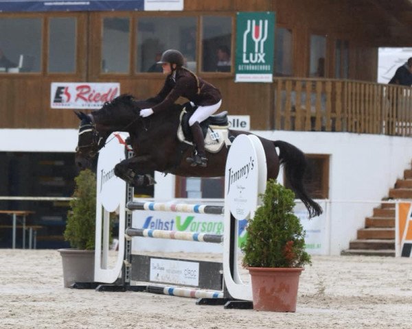 jumper Diarado 2 (Hanoverian, 2005, from Don Marcello)