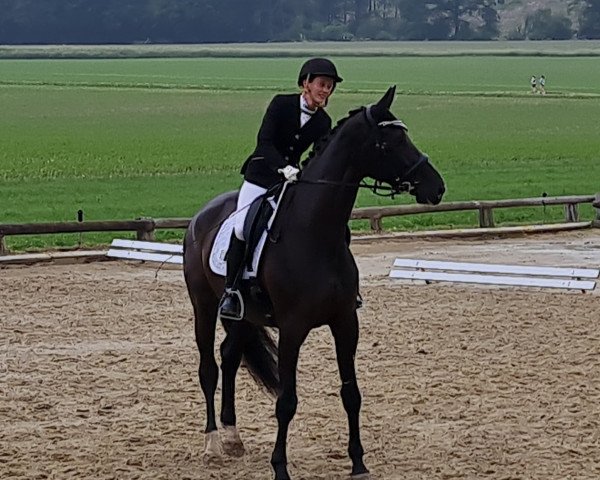 Deckhengst de Candero S (Westfale, 2015, von Dante Weltino Old)
