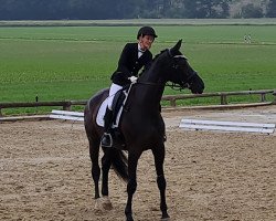 stallion de Candero S (Westphalian, 2015, from Dante Weltino Old)